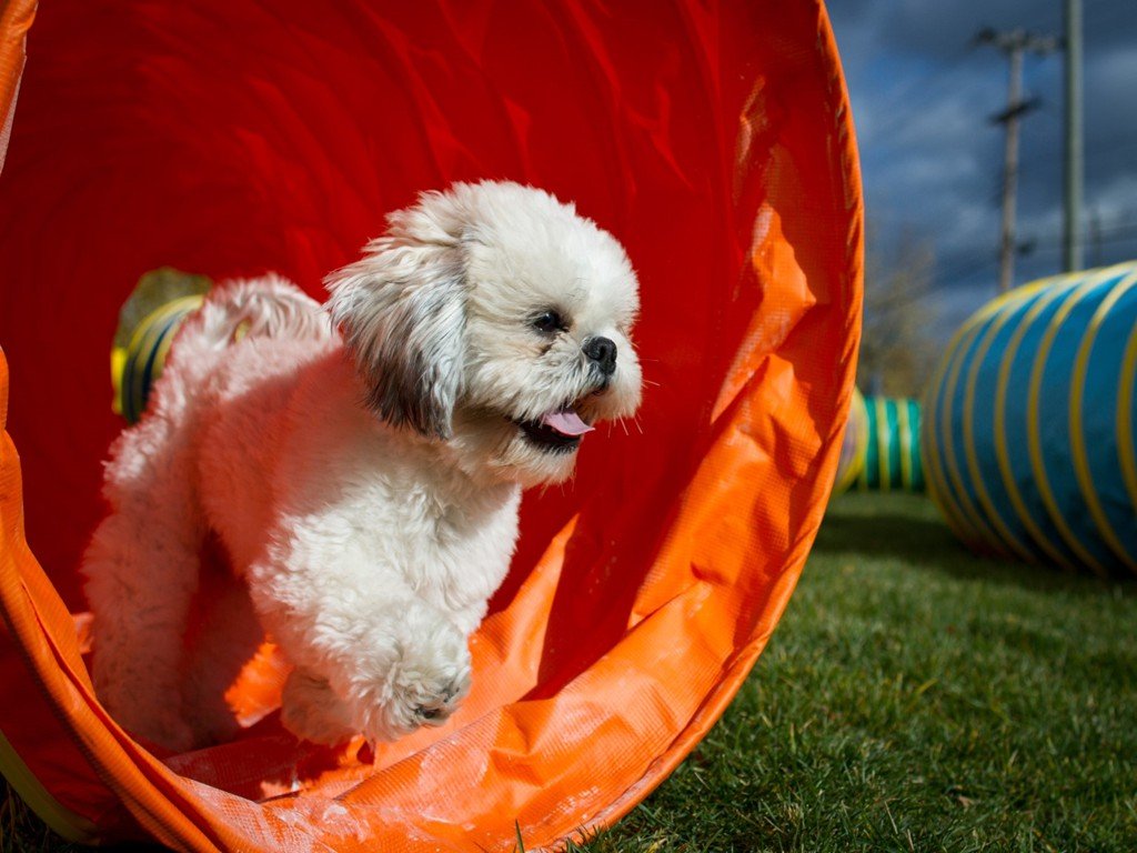Dog Tunnels